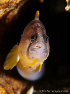 Rock Gunnel (Pholis gunellus) at Strib Fyr - Lillebelt - ... by Jorn Ari 